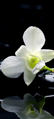 Orchidées et élégance pour intérieur