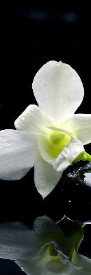 Orchidées et élégance pour intérieur