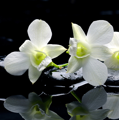 Orchidées et élégance pour intérieur