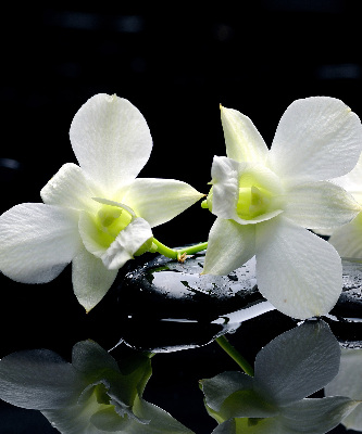 Orchidées et élégance pour intérieur