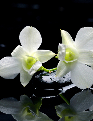 Orchidées et élégance pour intérieur