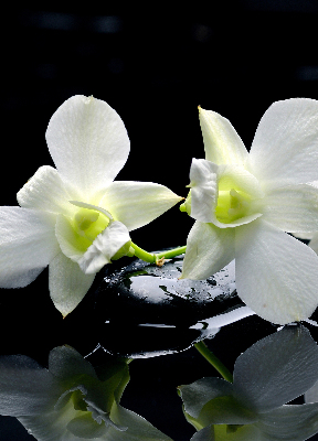 Orchidées et élégance pour intérieur