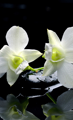 Orchidées et élégance pour intérieur