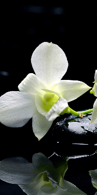 Orchidées et élégance pour intérieur
