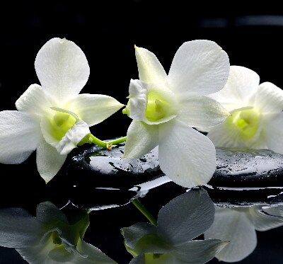 Orchidées et élégance pour intérieur
