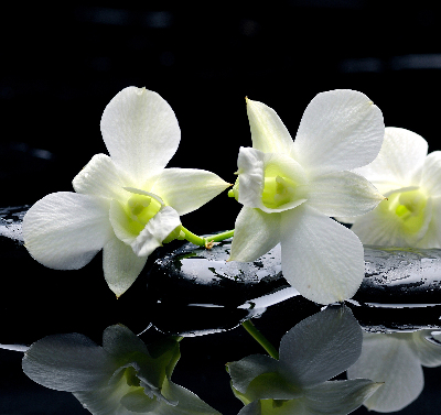 Orchidées et élégance pour intérieur