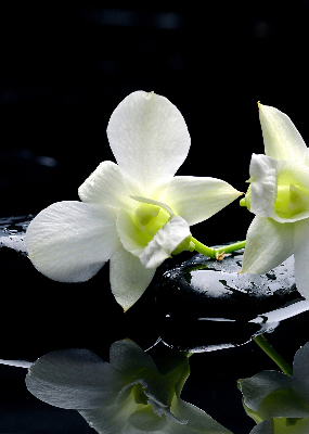 Orchidées et élégance pour intérieur