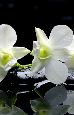 Orchidées et élégance pour intérieur