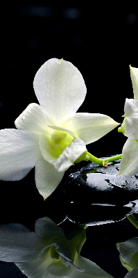 Orchidées et élégance pour intérieur