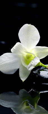Orchidées et élégance pour intérieur