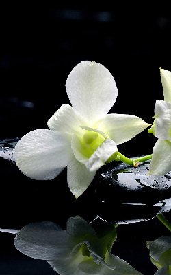 Orchidées et élégance pour intérieur