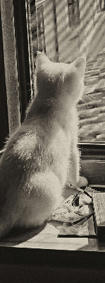 Store enrouleur à motif de chats devant la fenêtre