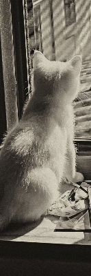 Store enrouleur à motif de chats devant la fenêtre