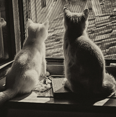 Store enrouleur à motif de chats devant la fenêtre