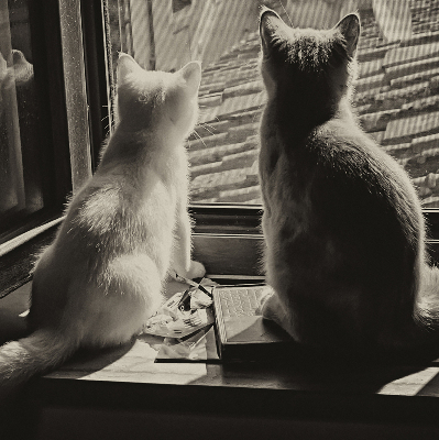 Store enrouleur à motif de chats devant la fenêtre