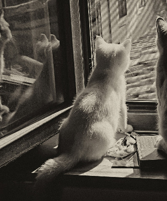 Store enrouleur à motif de chats devant la fenêtre
