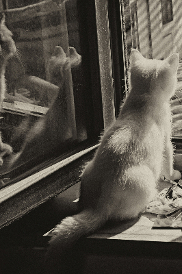 Store enrouleur à motif de chats devant la fenêtre