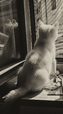Store enrouleur à motif de chats devant la fenêtre