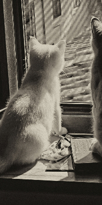 Store enrouleur à motif de chats devant la fenêtre