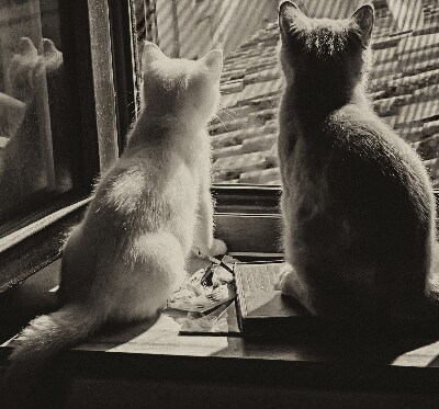 Store enrouleur à motif de chats devant la fenêtre