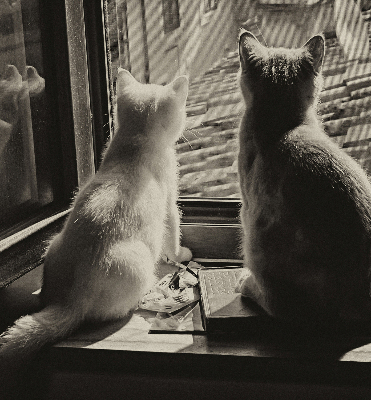 Store enrouleur à motif de chats devant la fenêtre