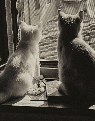 Store enrouleur à motif de chats devant la fenêtre
