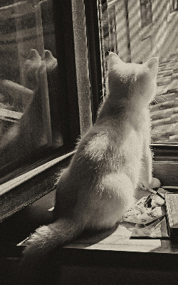 Store enrouleur à motif de chats devant la fenêtre
