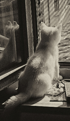 Store enrouleur à motif de chats devant la fenêtre