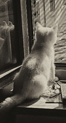 Store enrouleur à motif de chats devant la fenêtre
