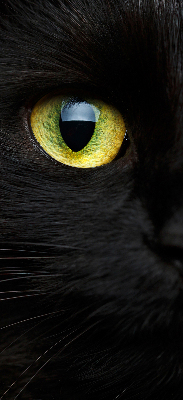 Store intérieur yeux de chat
