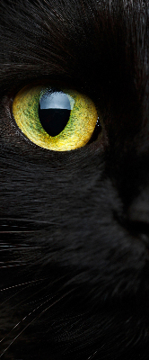 Store intérieur yeux de chat
