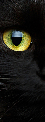 Store intérieur yeux de chat