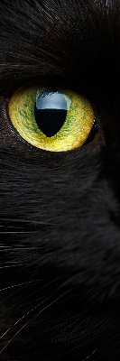 Store intérieur yeux de chat