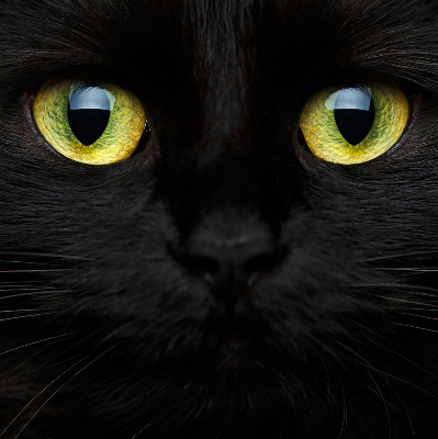 Store intérieur yeux de chat