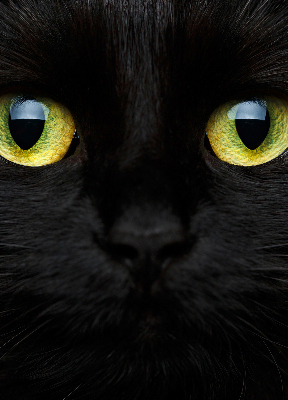 Store intérieur yeux de chat
