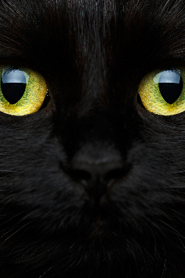 Store intérieur yeux de chat