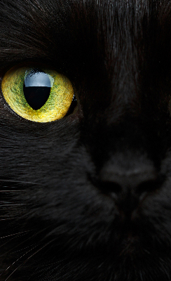 Store intérieur yeux de chat