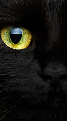 Store intérieur yeux de chat