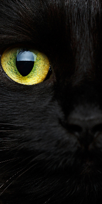 Store intérieur yeux de chat