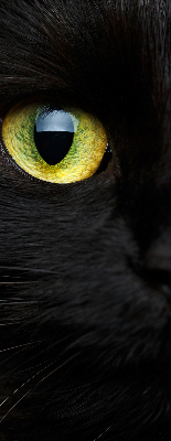Store intérieur yeux de chat