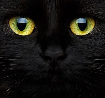 Store intérieur yeux de chat