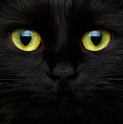Store intérieur yeux de chat