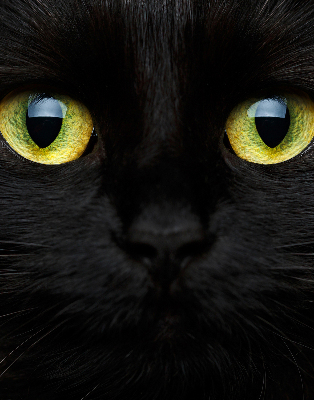 Store intérieur yeux de chat