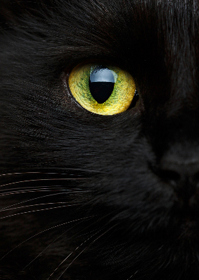 Store intérieur yeux de chat