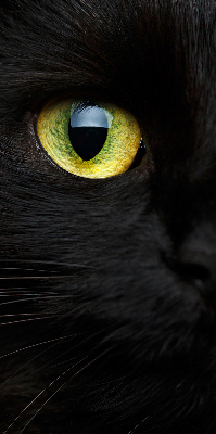 Store intérieur yeux de chat