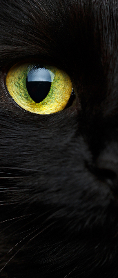 Store intérieur yeux de chat