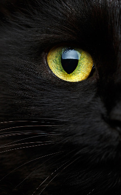 Store intérieur yeux de chat