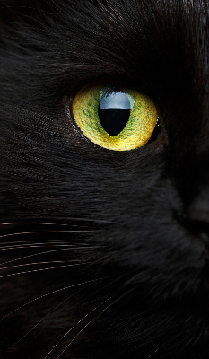 Store intérieur yeux de chat