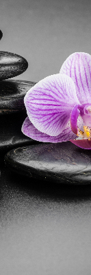 Store intérieur orchidée sur les pierres