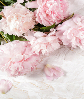Fleurs d’intérieur pour fenêtre